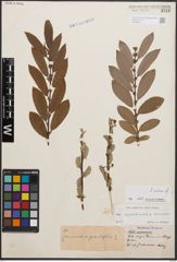 Foto von Salix cinerea L.